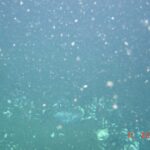 Underwater image showing tiny plastic particles suspended in blue-green water, demonstrating the microplastic pollution that threatens marine ecosystems.