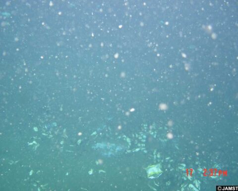 Underwater image showing tiny plastic particles suspended in blue-green water, demonstrating the microplastic pollution that threatens marine ecosystems.