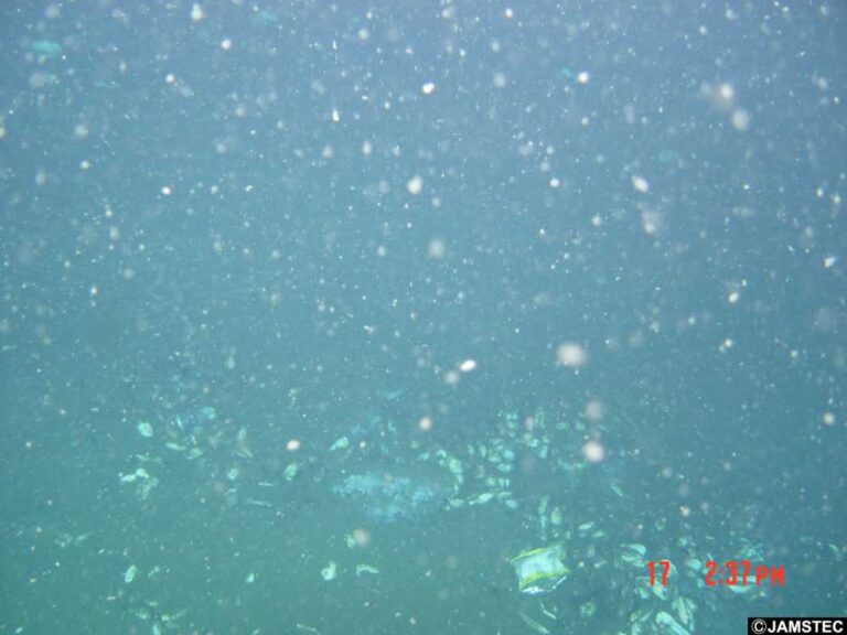Fish Particles Great Lakes Fish Contain Up to 1,000 Microplastic Particles ...