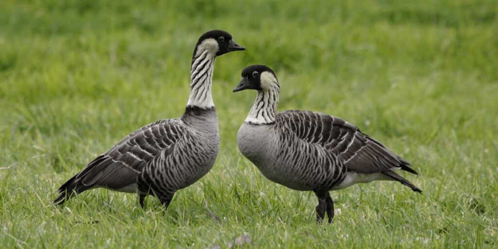 Two nēnē (Hawaiian geese) standing in grass. The Hawaiian state birds have distinctive black and white striped necks and black heads.