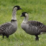 Two nēnē (Hawaiian geese) standing in grass. The Hawaiian state birds have distinctive black and white striped necks and black heads.
