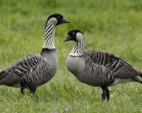 Two nēnē (Hawaiian geese) standing in grass. The Hawaiian state birds have distinctive black and white striped necks and black heads.