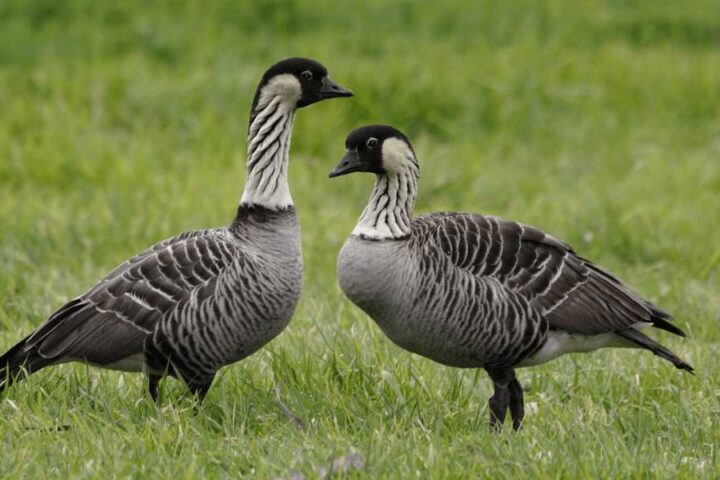 Two nēnē (Hawaiian geese) standing in grass. The Hawaiian state birds have distinctive black and white striped necks and black heads.