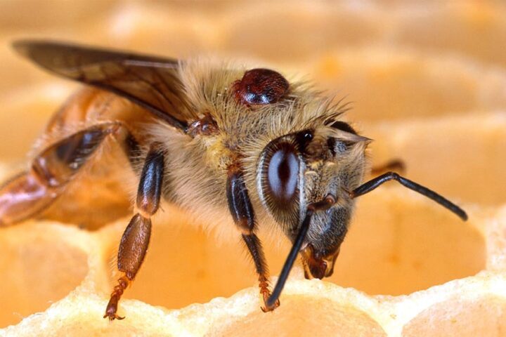 Close-up of a honeybee on honeycomb with a varroa mite attached to its back, highlighting the threat of varroa destructor to bee colonies.