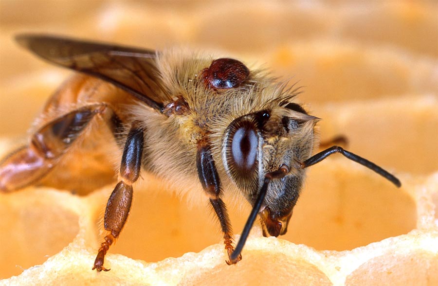 Close-up of a honeybee on honeycomb with a varroa mite attached to its back, highlighting the threat of varroa destructor to bee colonies.