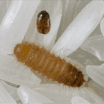 Close-up of an adult Khapra beetle and larva resting on rice grains, illustrating the pest’s potential threat to stored grains and global trade.
