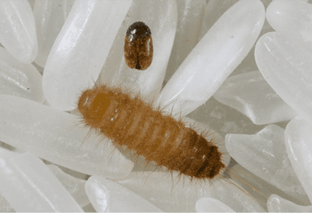 Close-up of an adult Khapra beetle and larva resting on rice grains, illustrating the pest’s potential threat to stored grains and global trade.