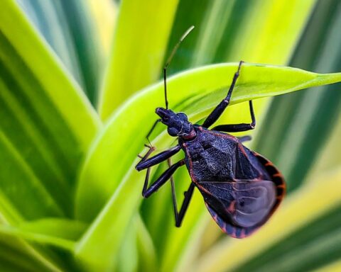 Close-up of a dark-colored kissing bug (triatomine) with distinctive cone-shaped head and elongated body resting on a green plant leaf.