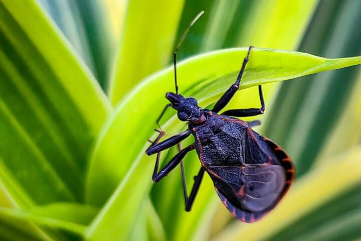 Close-up of a dark-colored kissing bug (triatomine) with distinctive cone-shaped head and elongated body resting on a green plant leaf.