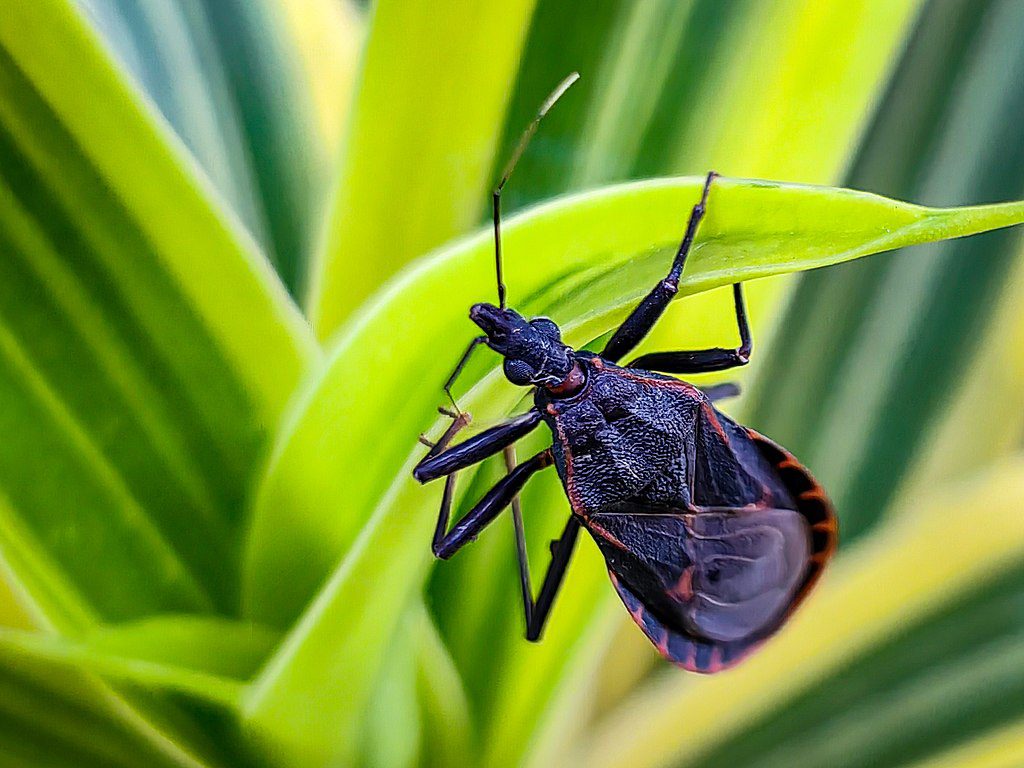 Close-up of a dark-colored kissing bug (triatomine) with distinctive cone-shaped head and elongated body resting on a green plant leaf.