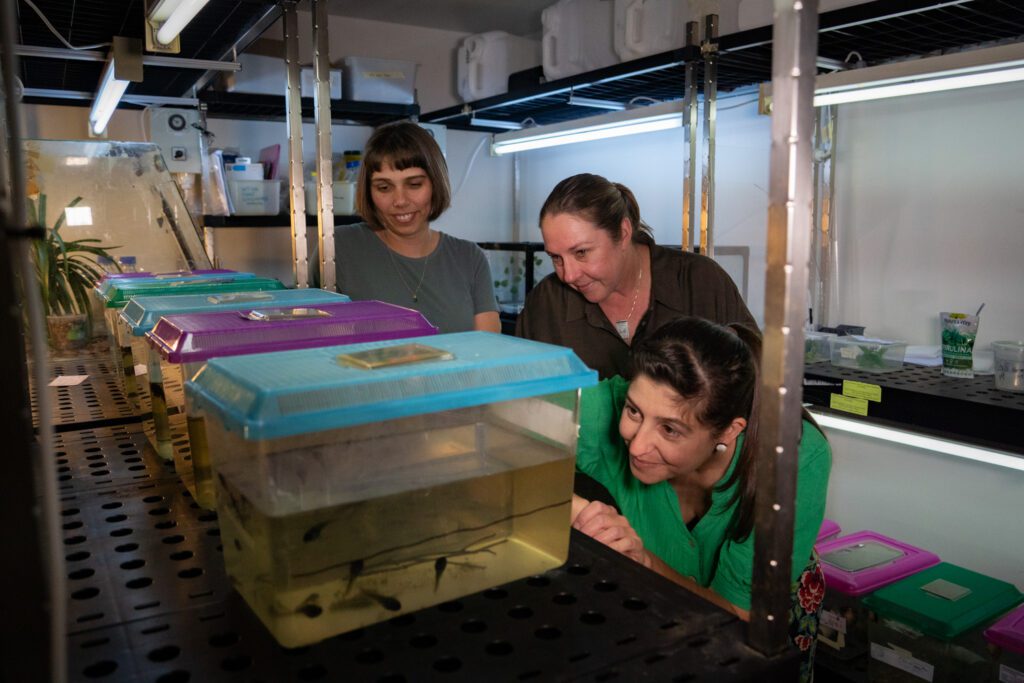 Three Newcastle University conservation scientists holding containers with the first successfully captive-bred Littlejohn's tree frog tadpoles in a laboratory setting