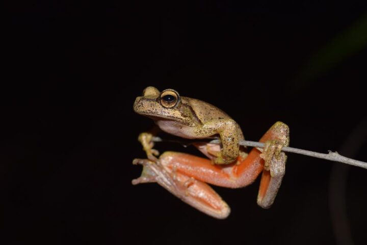 Newcastle University research team closely examining captive-bred Littlejohn's tree frog tadpoles in laboratory containers during their conservation breeding program
