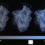 Fluorescent microscopy image showing three hamster ovarian cells glowing with different intensities of blue, representing various levels of gene expression along a gradient from fully off to fully on, with a slider graphic beneath.
