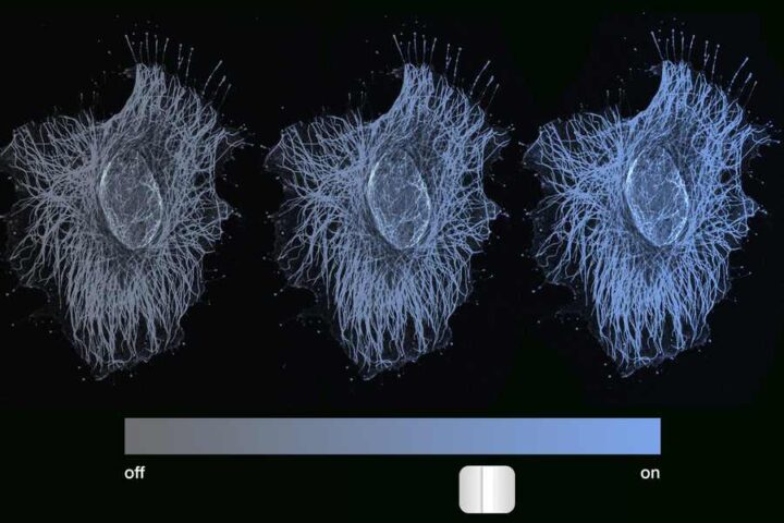 Fluorescent microscopy image showing three hamster ovarian cells glowing with different intensities of blue, representing various levels of gene expression along a gradient from fully off to fully on, with a slider graphic beneath.