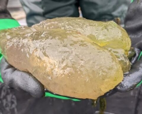 A gloved researcher holds a large gelatinous colony of magnificent bryozoans (Pectinatella magnifica) in Lake Huron, resembling a translucent gummy mass.