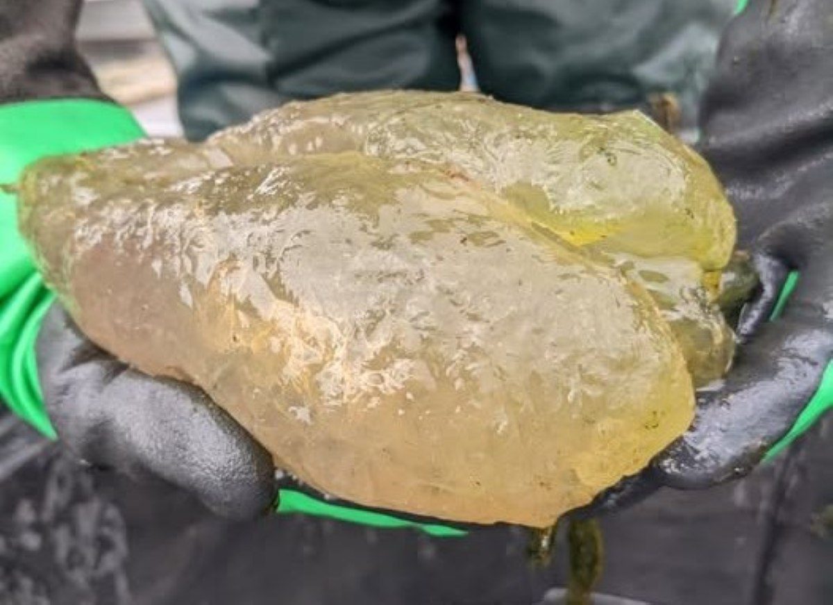 A gloved researcher holds a large gelatinous colony of magnificent bryozoans (Pectinatella magnifica) in Lake Huron, resembling a translucent gummy mass.