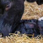 A black cow mother with her newly born black calf lying together on straw bedding in what appears to be a barn setting.