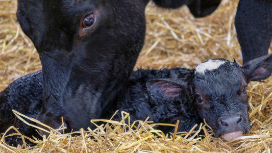 A black cow mother with her newly born black calf lying together on straw bedding in what appears to be a barn setting.