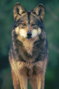 Portrait of a Mexican gray wolf (Canis lupus baileyi) with distinctive reddish-brown, gray, and cream coloration, looking directly at camera against a blurred green background.
