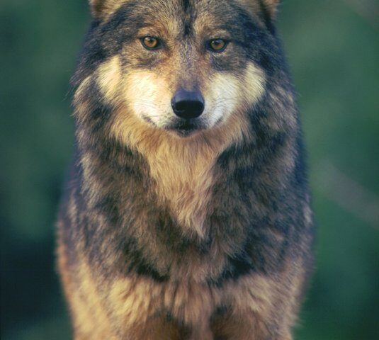 Portrait of a Mexican gray wolf (Canis lupus baileyi) with distinctive reddish-brown, gray, and cream coloration, looking directly at camera against a blurred green background.
