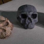 Three ancient human skull fossils arranged on a light-colored surface - the original Yunxian 1, a reconstructed model of Yunxian 2 (center, dark gray), and the original Yunxian 2 fossil.