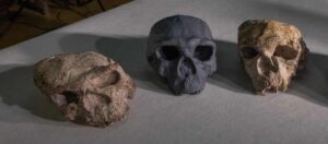 Three ancient human skull fossils arranged on a light-colored surface - the original Yunxian 1, a reconstructed model of Yunxian 2 (center, dark gray), and the original Yunxian 2 fossil.