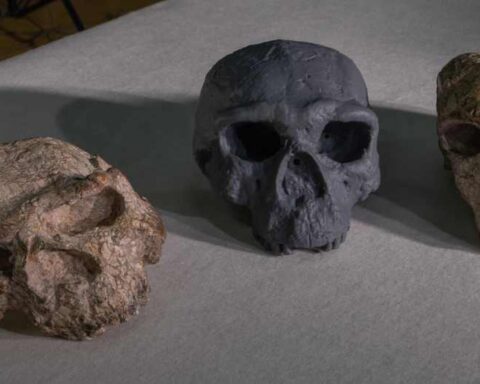 Three ancient human skull fossils arranged on a light-colored surface - the original Yunxian 1, a reconstructed model of Yunxian 2 (center, dark gray), and the original Yunxian 2 fossil.