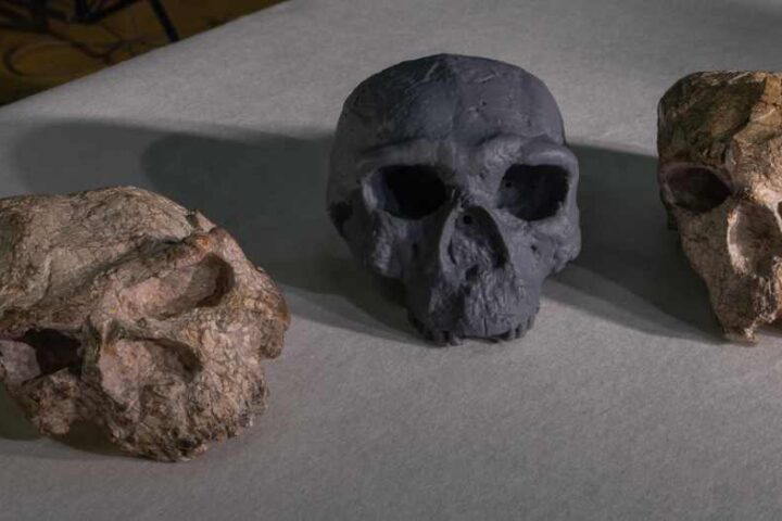 Three ancient human skull fossils arranged on a light-colored surface - the original Yunxian 1, a reconstructed model of Yunxian 2 (center, dark gray), and the original Yunxian 2 fossil.