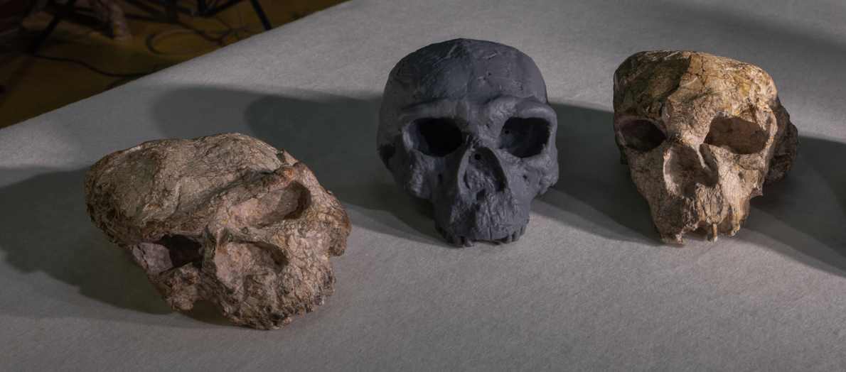 Three ancient human skull fossils arranged on a light-colored surface - the original Yunxian 1, a reconstructed model of Yunxian 2 (center, dark gray), and the original Yunxian 2 fossil.