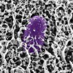 Microscopic image showing Salmonella bacteria (colored purple) trapped within the fibrous network structure of intestinal mucus.
