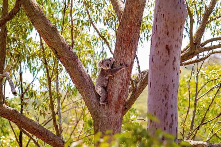 A koala hugging a eucalyptus tree trunk in natural Australian forest habitat with green foliage visible in the background