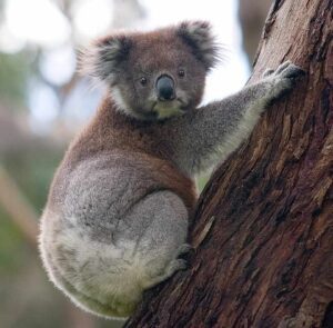 A koala clinging to the trunk of a eucalyptus tree, showing its distinctive gray fur and round ears as it rests against the bark.