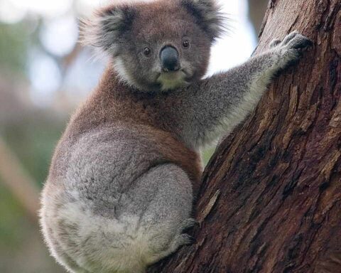 A koala clinging to the trunk of a eucalyptus tree, showing its distinctive gray fur and round ears as it rests against the bark.