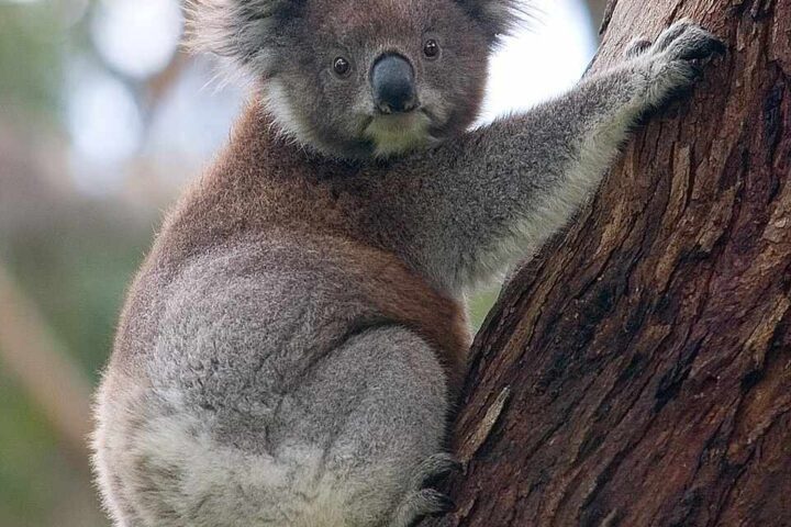 A koala clinging to the trunk of a eucalyptus tree, showing its distinctive gray fur and round ears as it rests against the bark.