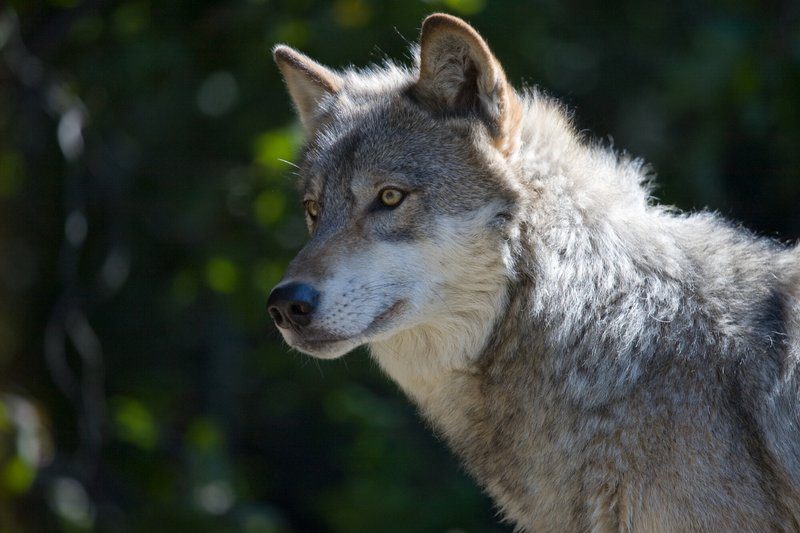 Gray wolf populations are gradually returning to their historic territories in the Northeast, with conservationists highlighting the need for proper identification training to prevent accidental killings by hunters who mistake wolves for coyotes. Photo Source: W Eugene Slowik Jr/dalliedee (CC BY-NC-ND 2.0)