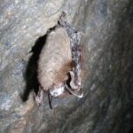 Close-up of a brown bat hanging upside down on a rock surface showing signs of white fungal growth characteristic of white-nose syndrome.
