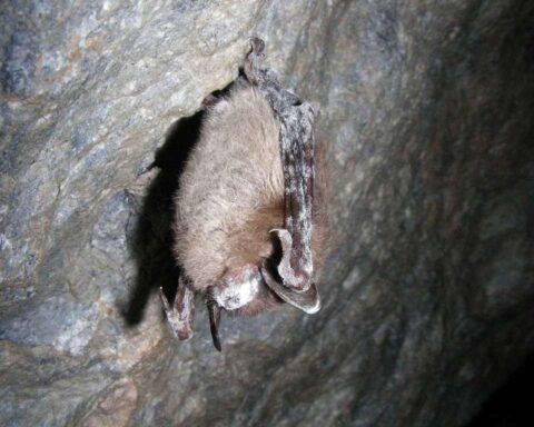 Close-up of a brown bat hanging upside down on a rock surface showing signs of white fungal growth characteristic of white-nose syndrome.