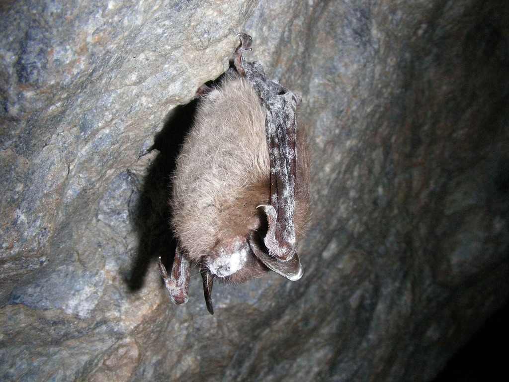 Close-up of a brown bat hanging upside down on a rock surface showing signs of white fungal growth characteristic of white-nose syndrome.