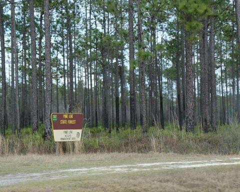 Pine Log State Forest in Florida showing tall slash pines with an open understory, characteristic of pine rockland ecosystems, with a small information sign visible in the foreground.