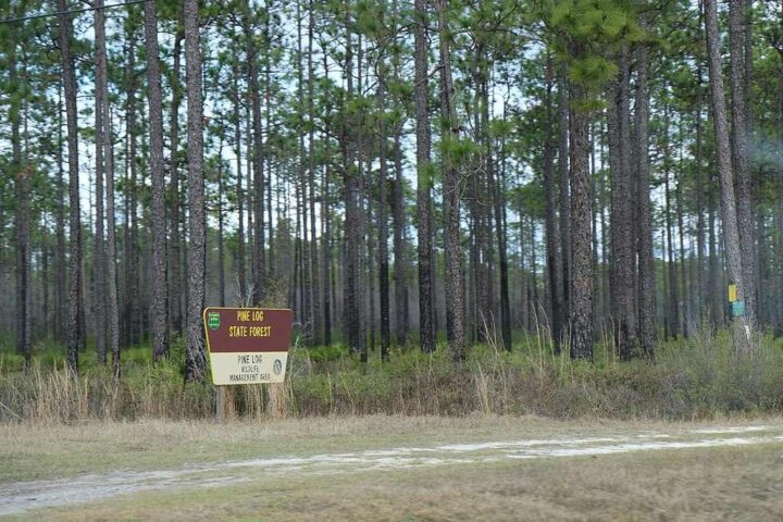 Pine Log State Forest in Florida showing tall slash pines with an open understory, characteristic of pine rockland ecosystems, with a small information sign visible in the foreground.