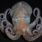 Turquet's octopus (Pareledone turqueti) with pale pink coloration, displaying its eight curled tentacles against a dark background.