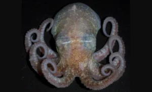 Turquet's octopus (Pareledone turqueti) with pale pink coloration, displaying its eight curled tentacles against a dark background.