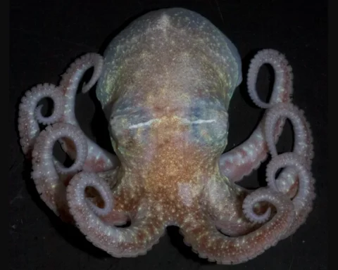 Turquet's octopus (Pareledone turqueti) with pale pink coloration, displaying its eight curled tentacles against a dark background.