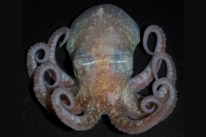Turquet's octopus (Pareledone turqueti) with pale pink coloration, displaying its eight curled tentacles against a dark background.