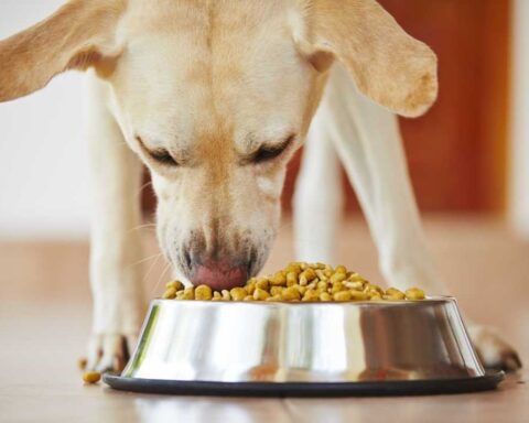 Yellow Labrador retriever eating dry kibble from a stainless steel bowl on a wooden floor, demonstrating canine dietary habits relevant to research on plant-based pet foods.