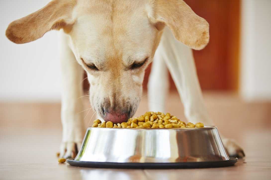 Yellow Labrador retriever eating dry kibble from a stainless steel bowl on a wooden floor, demonstrating canine dietary habits relevant to research on plant-based pet foods.