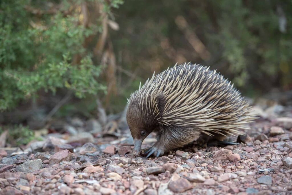 Short-beaked echidna walking on rocky ground surrounded by green vegetation