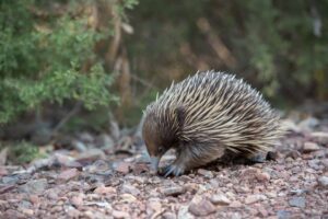 Short-beaked echidna walking on rocky ground surrounded by green vegetation