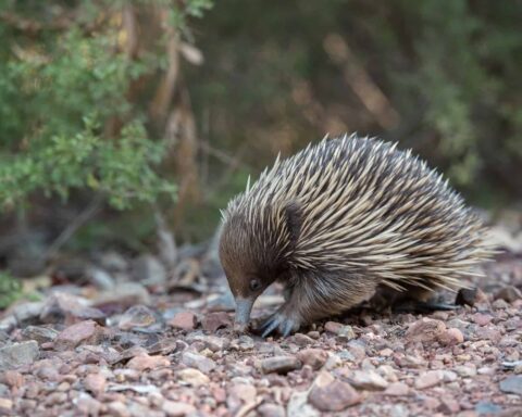 Short-beaked echidna walking on rocky ground surrounded by green vegetation