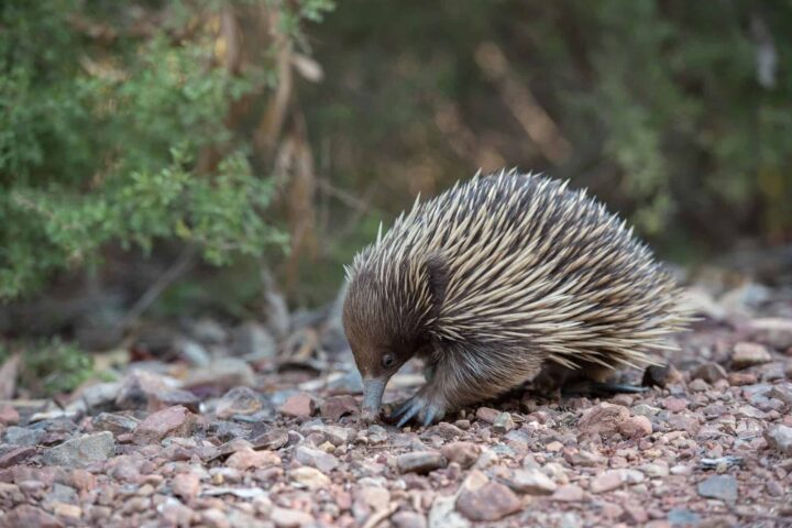 Short-beaked echidna walking on rocky ground surrounded by green vegetation